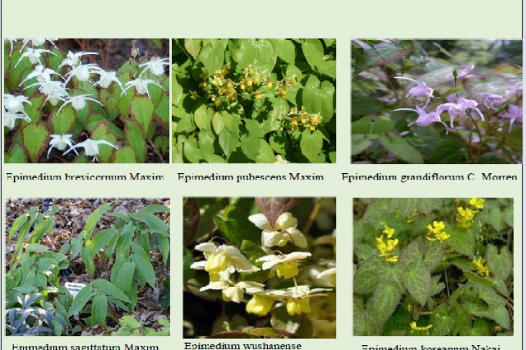 Representatives of the Genus Goryanka Epimedium L a Promising